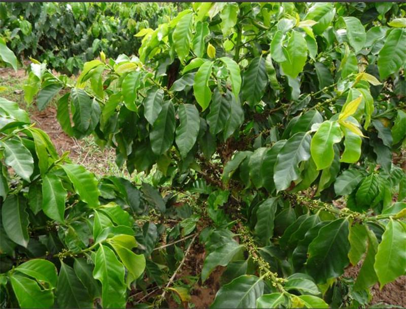 咖啡树种子林木种籽国产散装四季多年生景观绿化工程观叶种孑