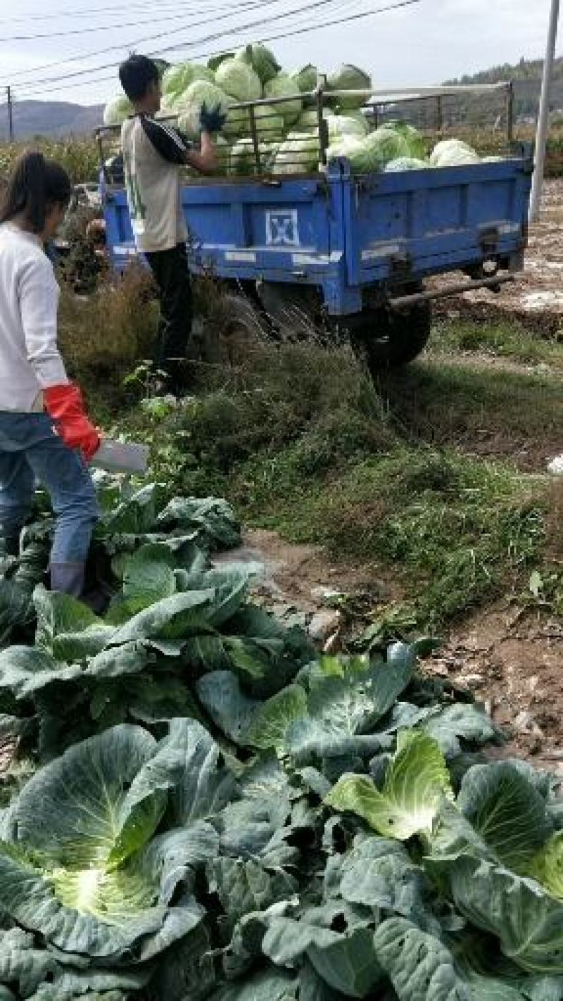 包菜，平头包菜，，铁头王，，现剁现买，要的老板速度，