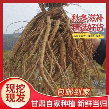 （包邮）甘肃岷县无硫大条当归当归片，产地批发质量保障