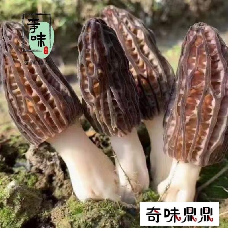 江苏南京七彩菌汤包菌汤包支持代发欢迎咨询采购