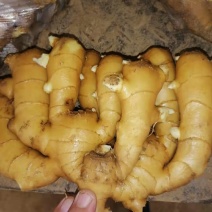 山东临沂大姜批发基地，货源充足产地直销价格优惠全国发货