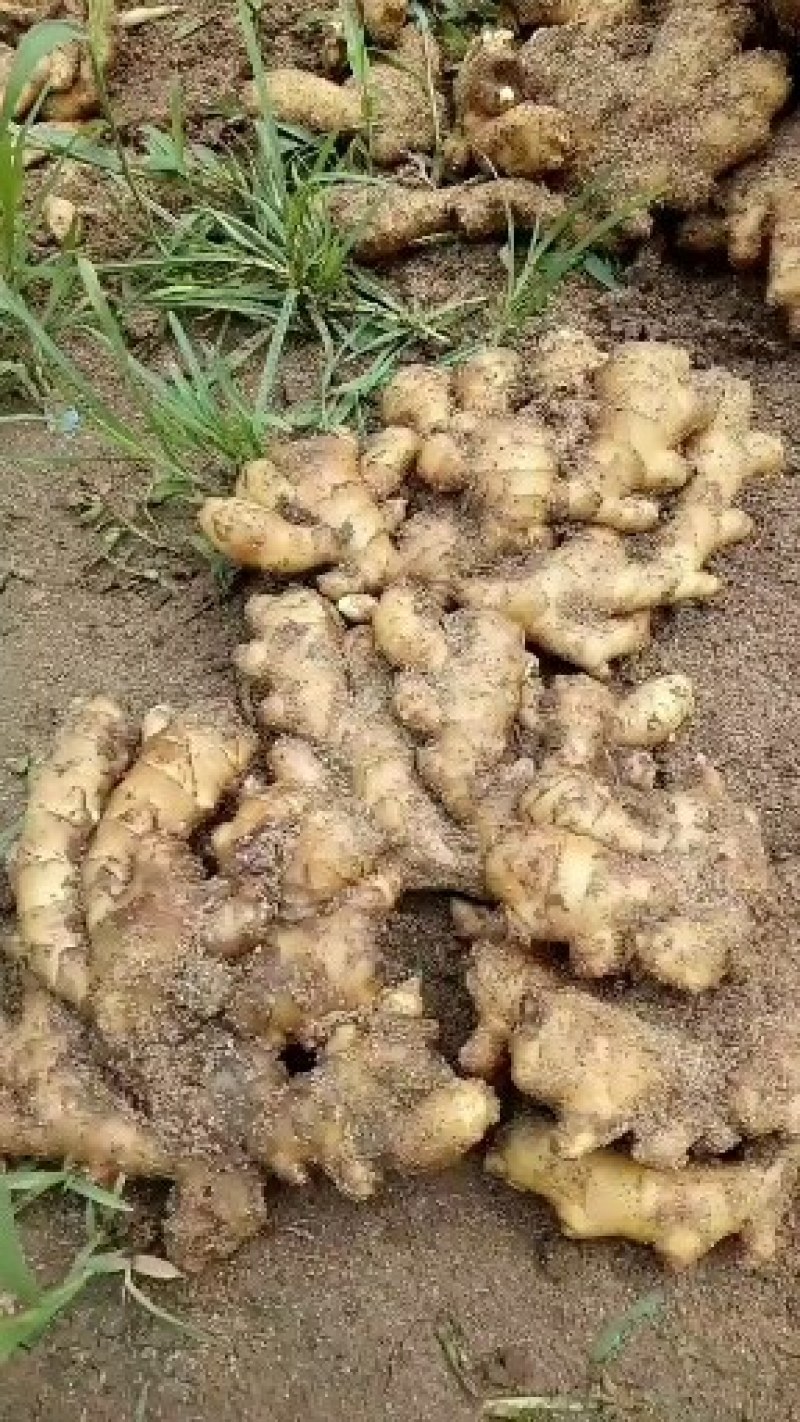 山东临沂大姜批发基地，产地直销货源充足全国发货