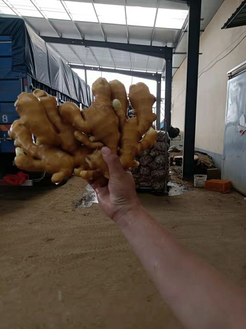 山东临沂大姜批发基地，产地直销货源充足全国发货