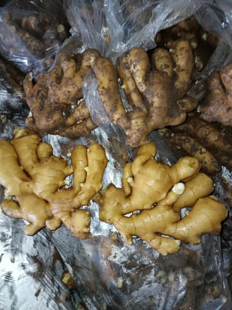 山东临沂大姜批发基地，产地直销货源充足全国发货