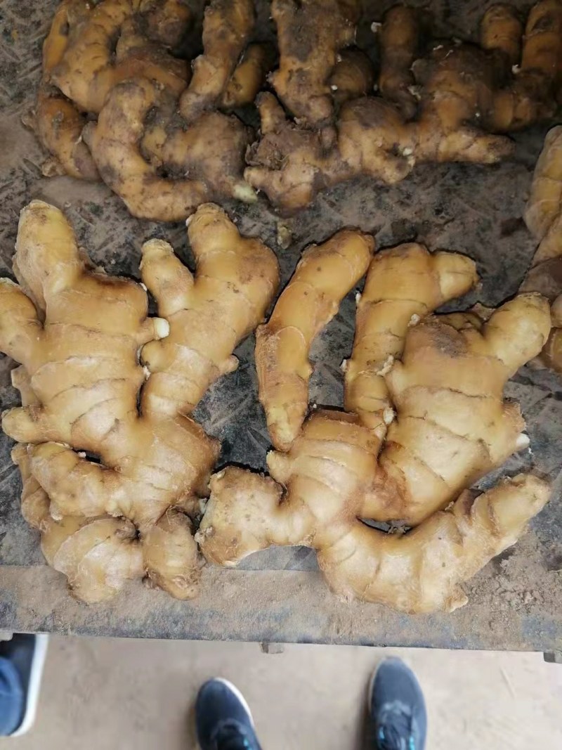 山东临沂大姜批发基地，产地直销货源充足全国发货