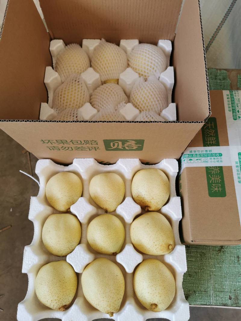 古桥名寺赵州水晶鸭梨历史悠久果肉洁白细腻新鲜水果一件代发