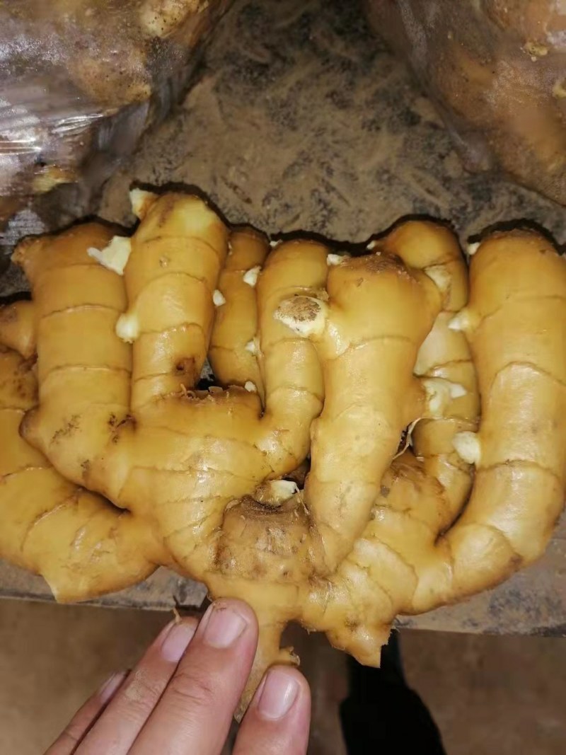 山东临沂大姜产地直销货源充足，质量有保证全国发货