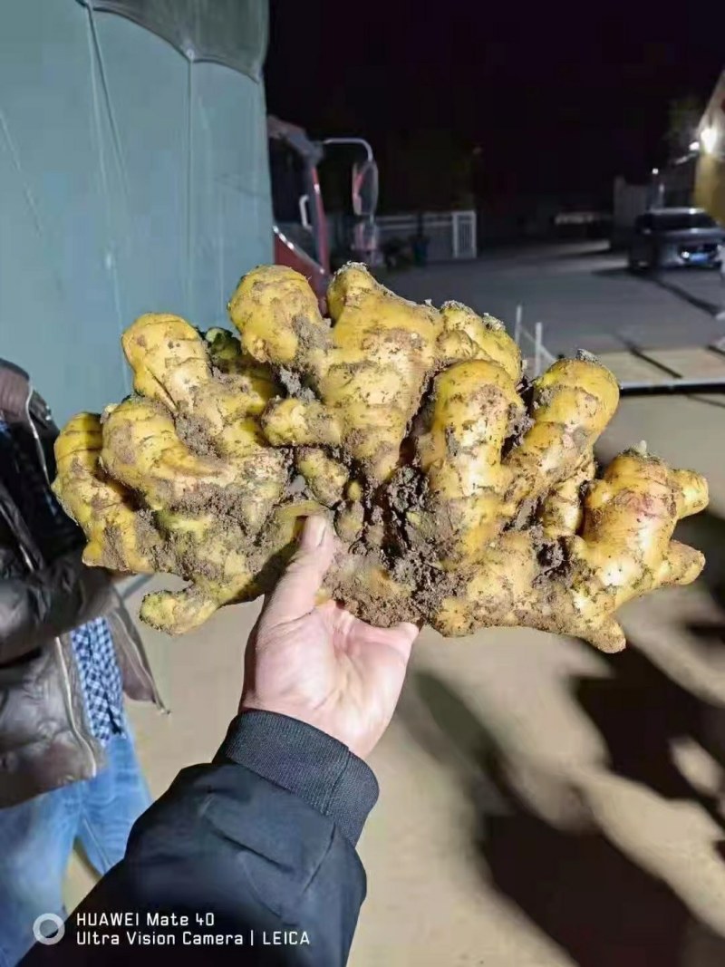 山东临沂大姜批发基地，产区直销货源充足，全国发货