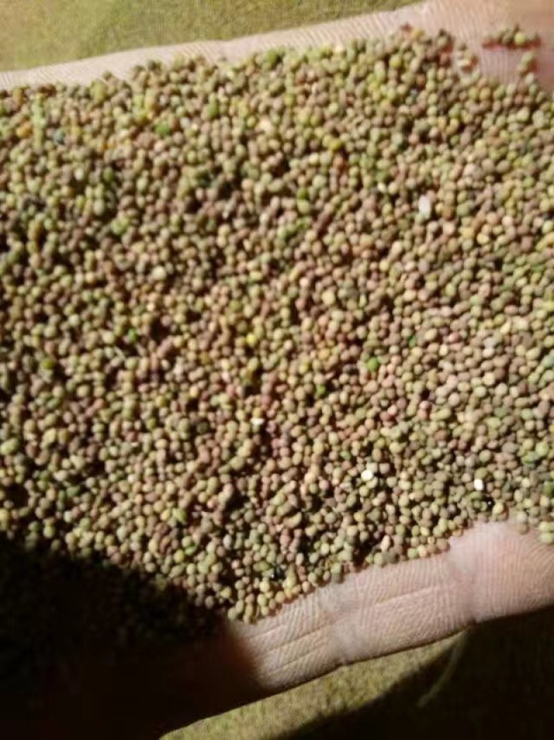 菟丝子