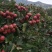 山东优质大山楂已经上市