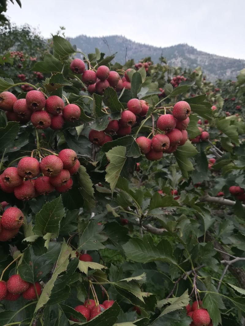 山东优质大山楂已经上市