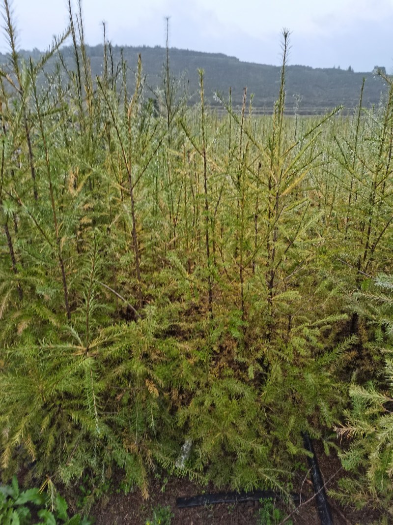 落叶松杯苗