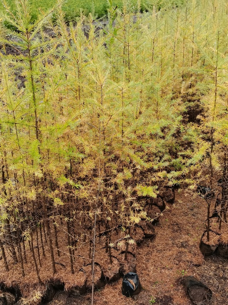 落叶松杯苗