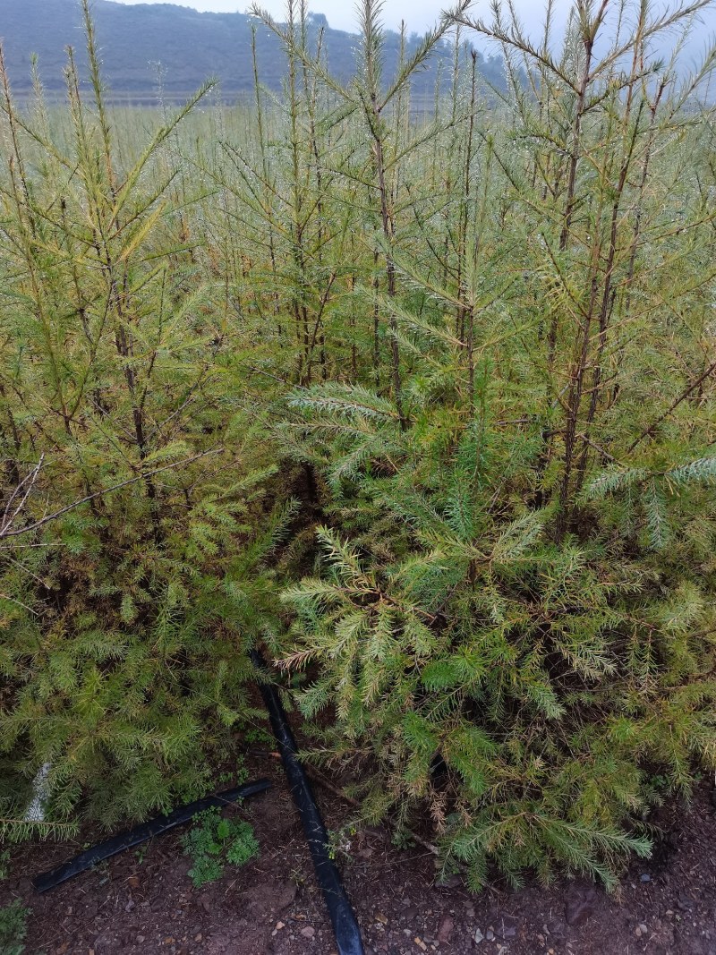 落叶松杯苗