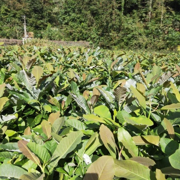 湖北恩施厚朴苗，厚朴小苗，自家苗圃货源量大价格优惠