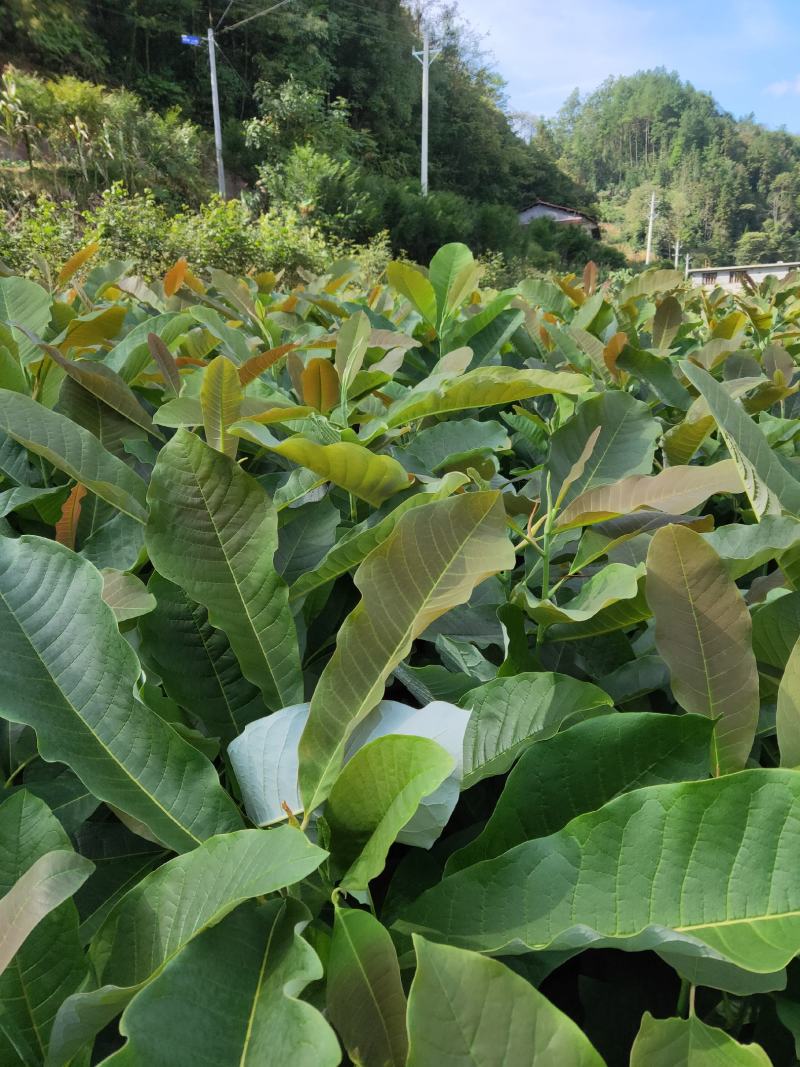 湖北恩施厚朴苗，厚朴小苗，自家苗圃货源量大价格优惠