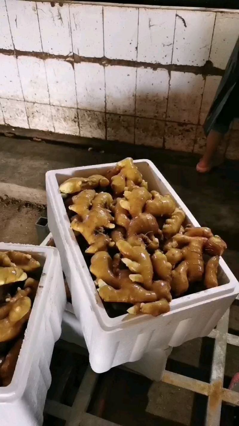 【二黄姜】水洗姜大黄姜产地货源保证质量全国发货坏烂包