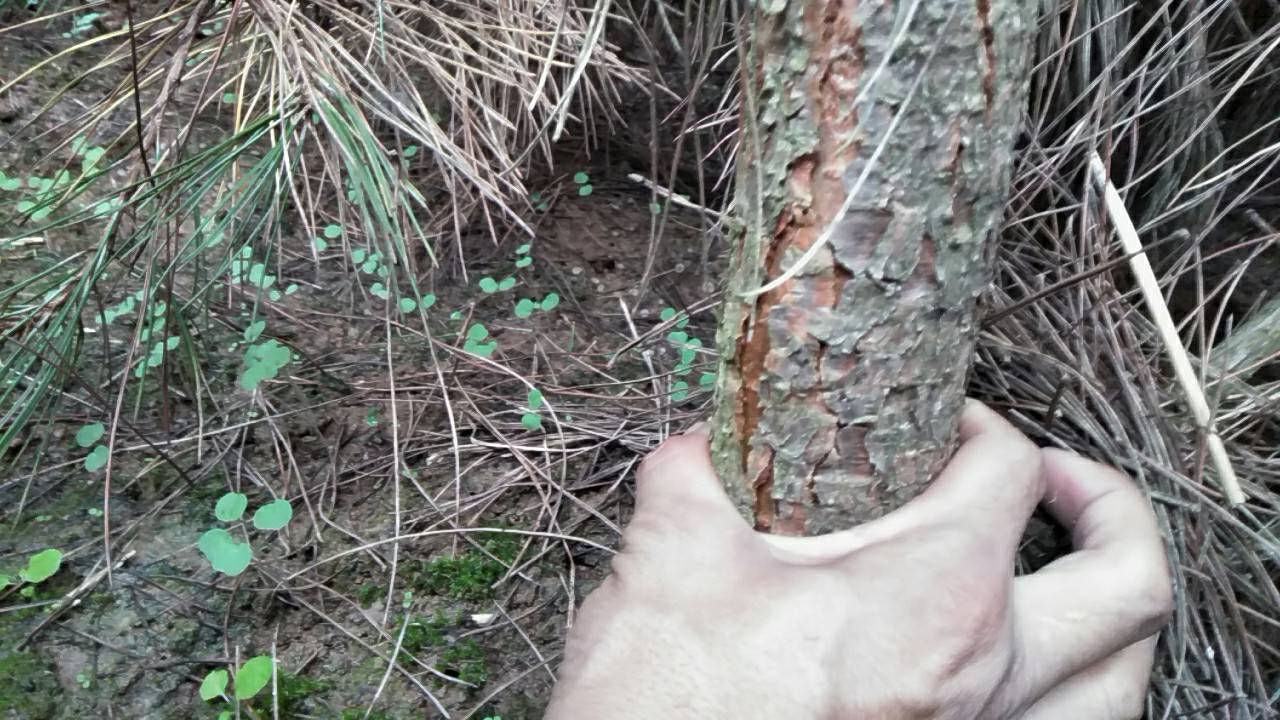 油松树干特写展示其粗糙树皮与木质结构