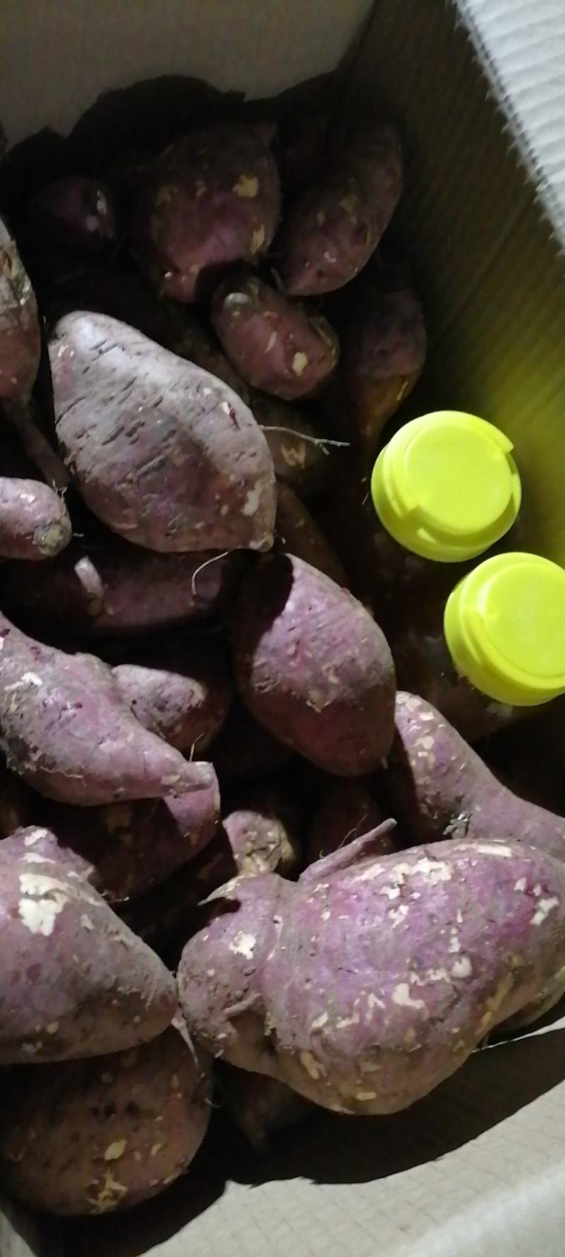 红薯商薯19红皮白芯走市场打粉
