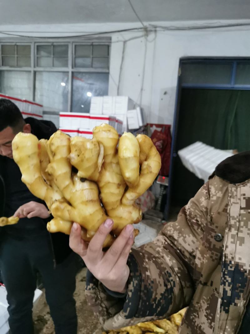 老姜大黄姜水洗姜产地货源全国发货保证质量