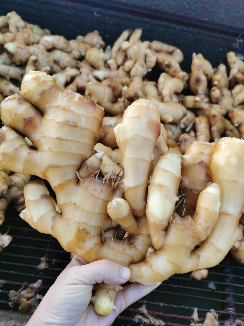 【仔姜】大黄姜水洗姜产地直发保证质量坏烂包赔