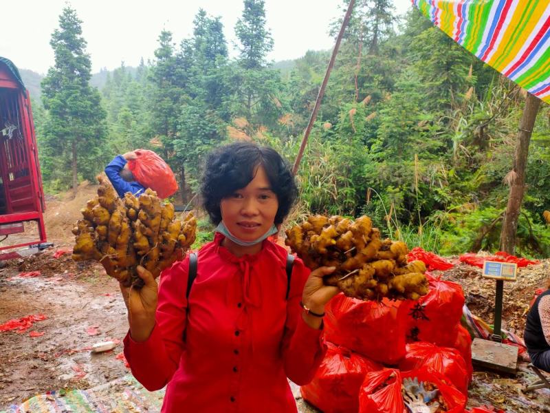 【仔姜】大黄姜水洗姜产地直发保证质量坏烂包赔