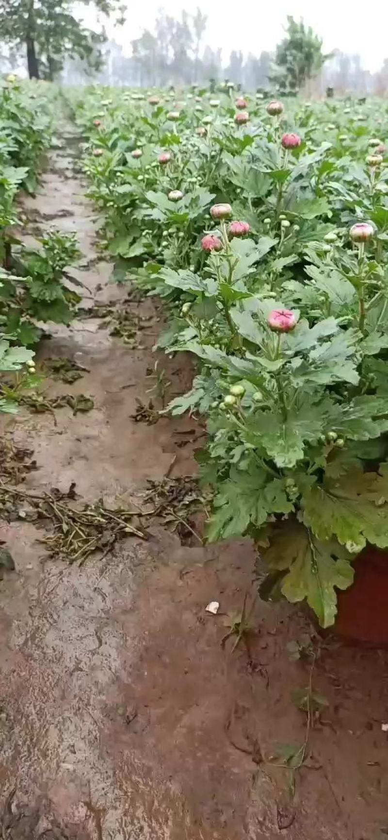 白半球