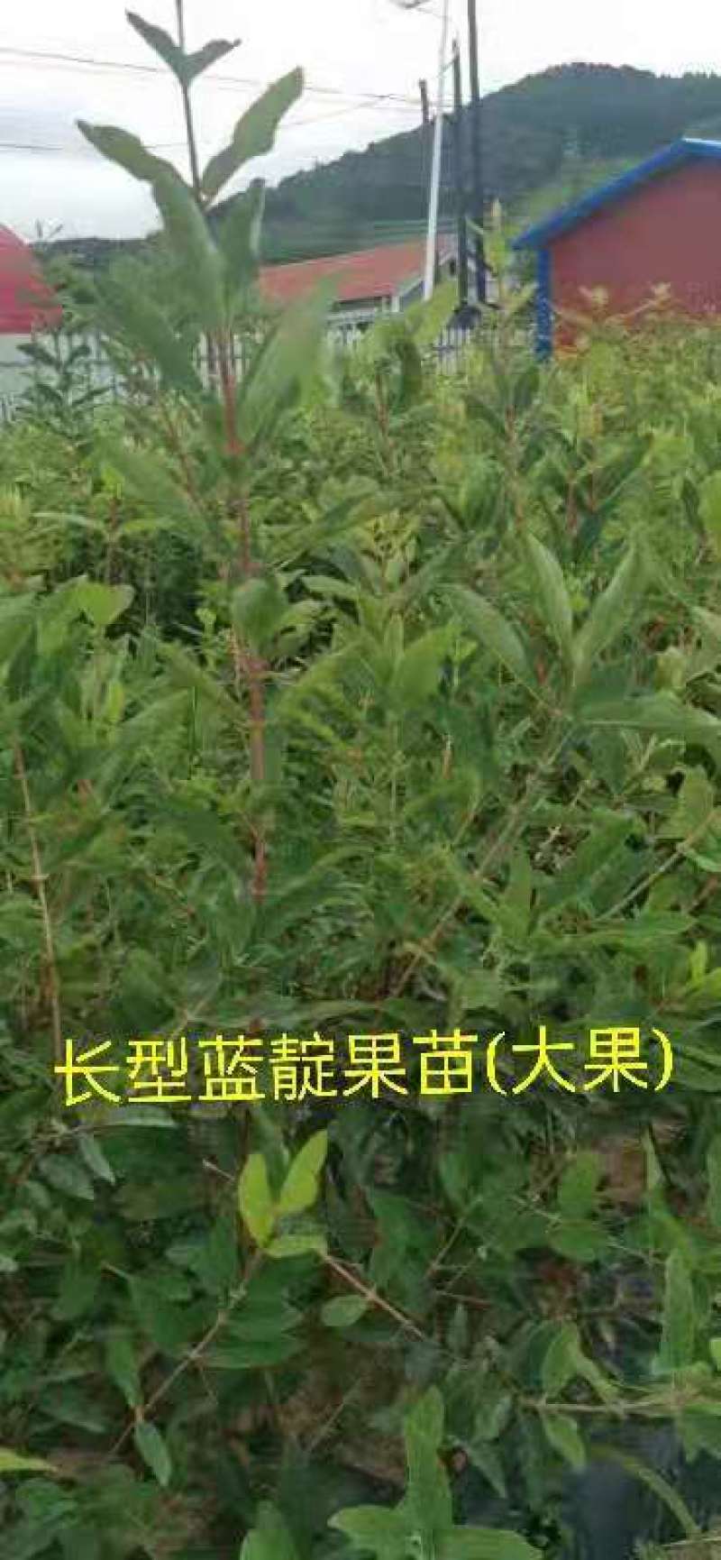 蓝靛果苗，该品种当年栽苗当年挂果，产量高适合鲜食和深加工