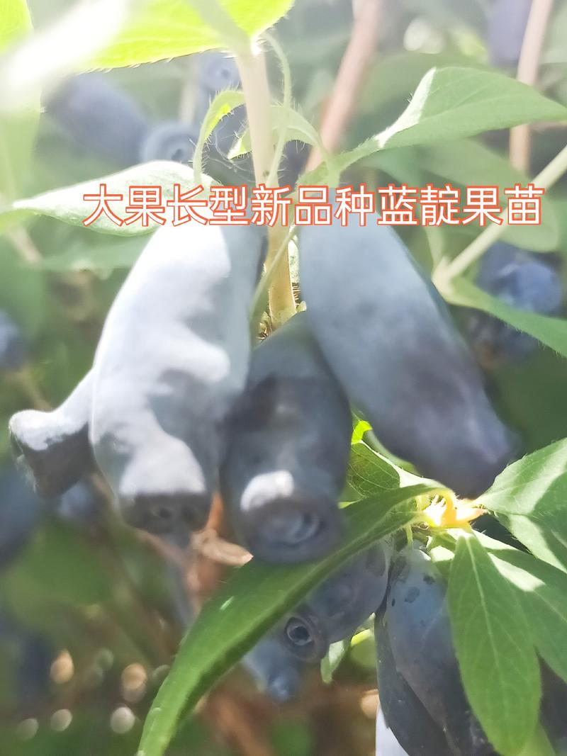 蓝靛果苗，该品种当年栽苗当年挂果，产量高适合鲜食和深加工