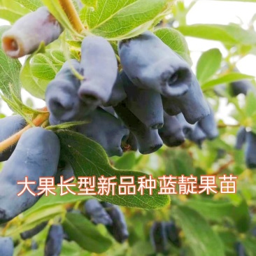 蓝靛果苗，该品种当年栽苗当年挂果，产量高适合鲜食和深加工