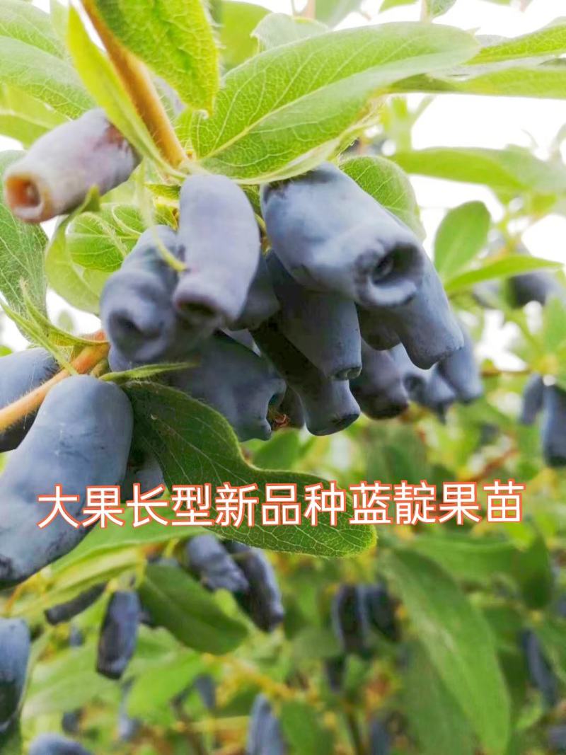蓝靛果苗，该品种当年栽苗当年挂果，产量高适合鲜食和深加工