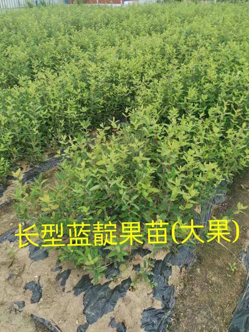 蓝靛果苗，该品种当年栽苗当年挂果，产量高适合鲜食和深加工