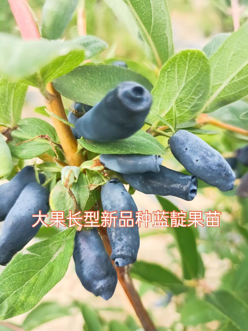 蓝靛果苗，该品种当年栽苗当年挂果，产量高适合鲜食和深加工