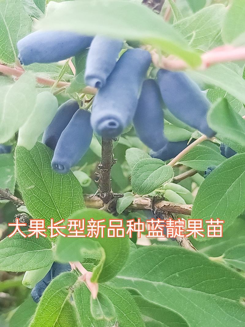蓝靛果苗，该品种当年栽苗当年挂果，产量高适合鲜食和深加工