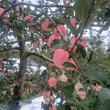 富士苹果