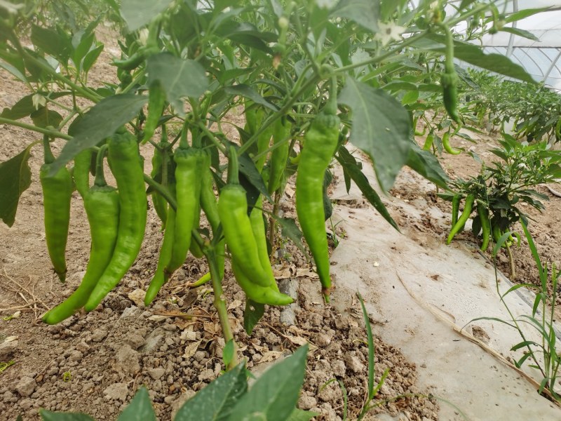 大青椒丰项21，湖南汉寿县永鑫蔬菜种植合作，基地种植