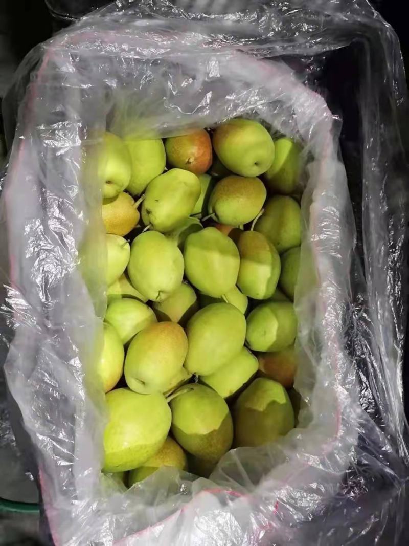 河北陆地超甜新梨七号大量现货欢迎各位老板前来采购
