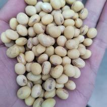 安徽省亳州市地区优质高蛋白大豆上市，比重精选豆，全国发货