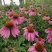松果菊花籽花种子多年生宿根景观绿化花籽菊花籽