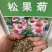 松果菊花籽花种子多年生宿根景观绿化花籽菊花籽