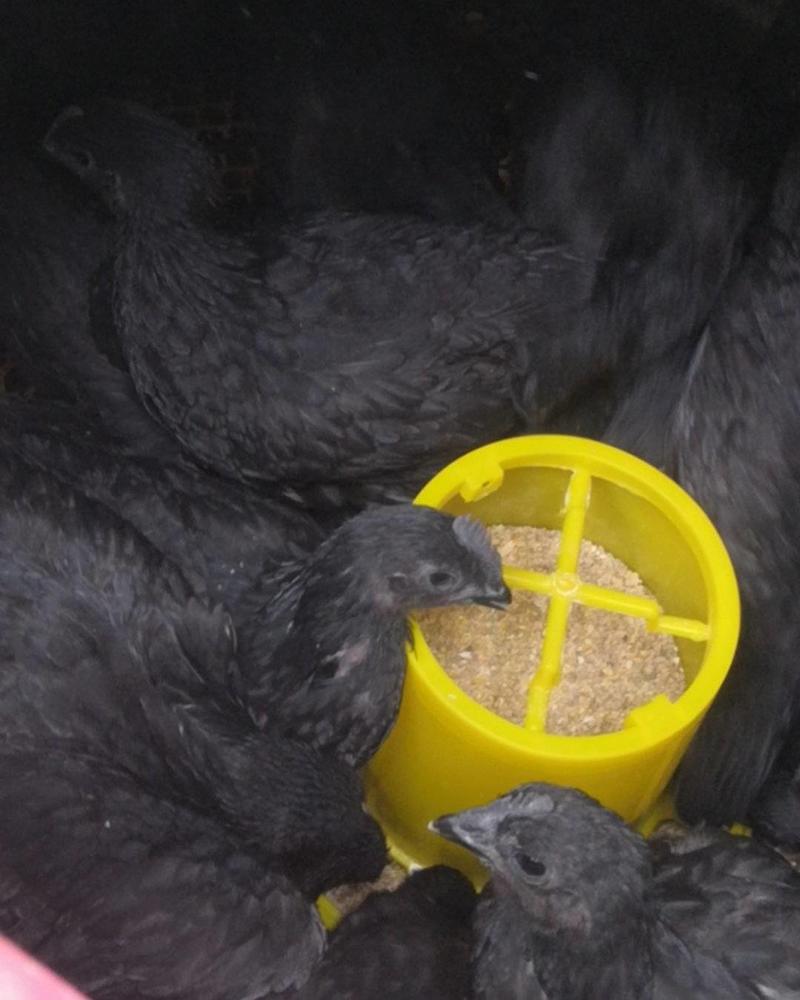 下绿壳蛋的五黑鸡五黑鸡鸡苗一手货源