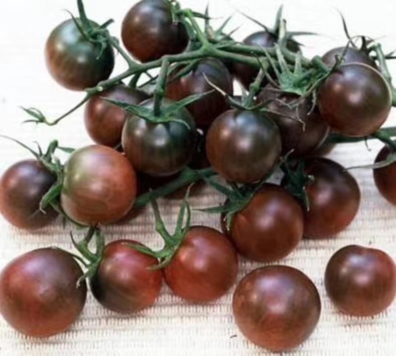 小紫樱桃番茄苗紫皮小西红柿苗采摘口感圣女果苗