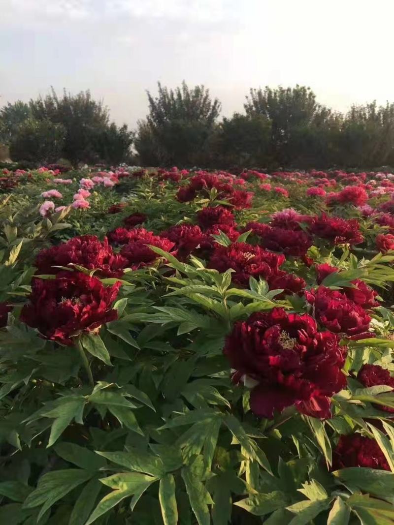 牡丹苗出售绿化工程牡丹苗，芍药苗园林设计规划，保证一手货