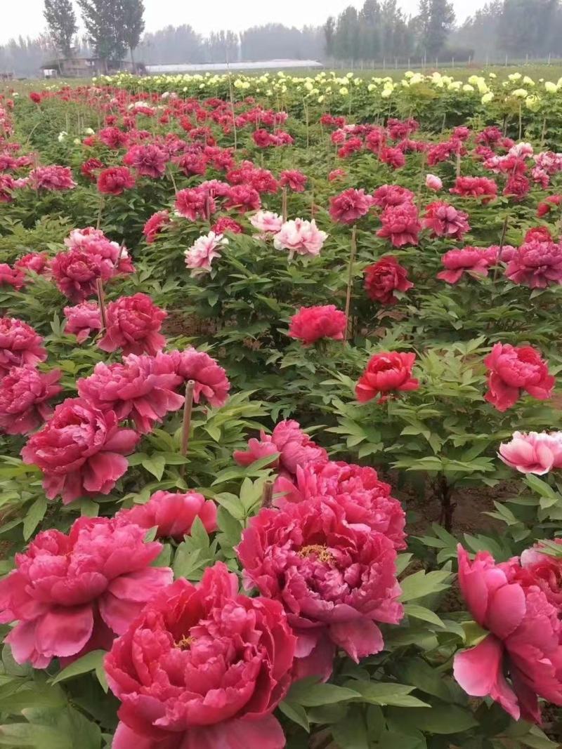 牡丹苗出售绿化工程牡丹苗，芍药苗园林设计规划，保证一手货
