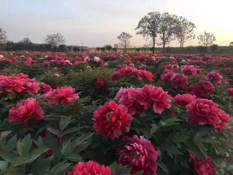 牡丹苗出售绿化工程牡丹苗，芍药苗园林设计规划，保证一手货