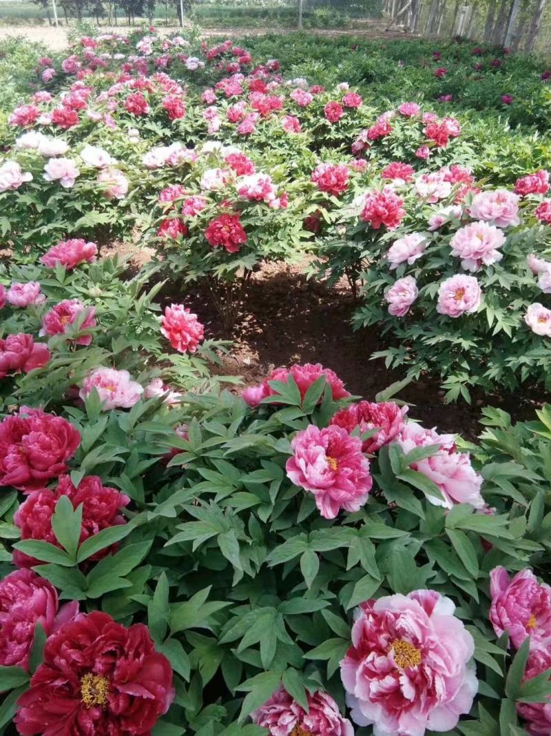 牡丹苗出售绿化工程牡丹苗，芍药苗园林设计规划，保证一手货