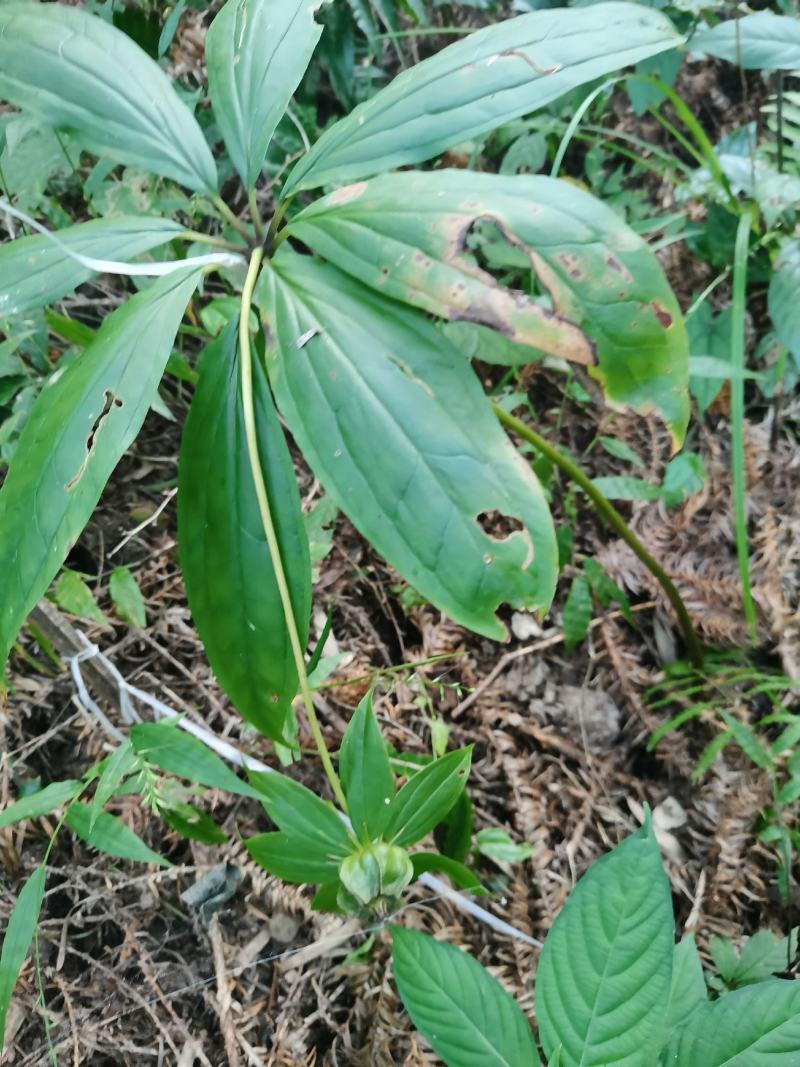 七叶一枝花