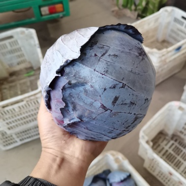 冷库紫甘蓝产地直供，物美价廉，量大从优支持全国发货