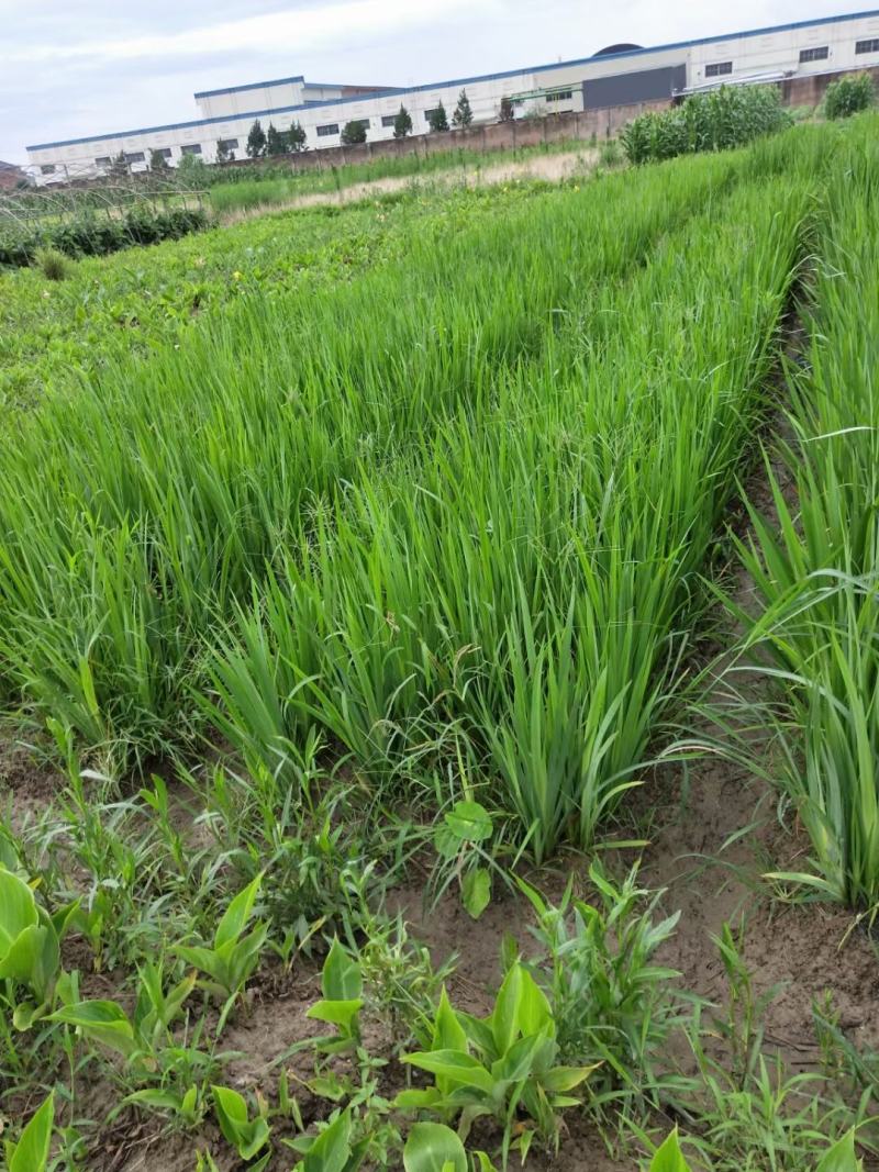 黄昌蒲，规格齐全，量大从优。保质保量，欢迎来电咨询