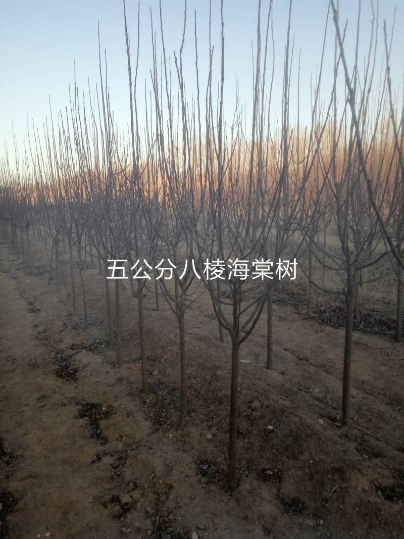 海棠苗，八棱海棠苗，自产自销，量大从优，